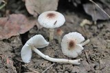 Leucoagaricus caerulescens image