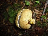 Pseudoboletus parasiticus image