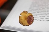 Callistosporium luteo-olivaceum image