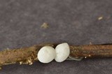 Tetrapyrgos nigripes image