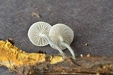 Tetrapyrgos nigripes image
