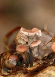 Gymnopus subnudus image