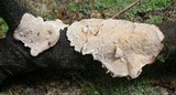 Datronia stereoides image