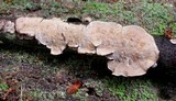 Datronia stereoides image