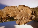 Datronia stereoides image