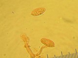 Datronia stereoides image