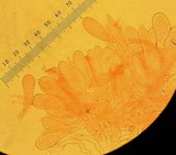 Datronia stereoides image