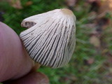 Parasola plicatilis image