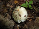 Russula aeruginea image