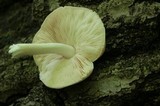 Pluteus petasatus image