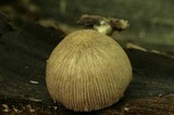 Pluteus longistriatus image