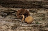 Simocybe centunculus var. centunculus image