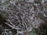 Roccella fuciformis image