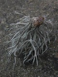 Roccella fuciformis image