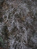 Roccella fuciformis image