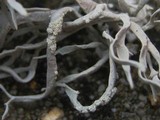 Roccella fuciformis image