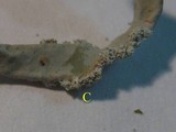 Roccella fuciformis image