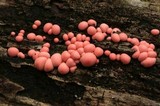 Lycogala epidendrum image