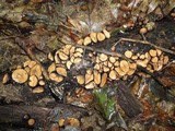 Galiella rufa image