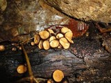 Galiella rufa image