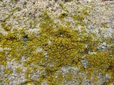Candelariella aurella image