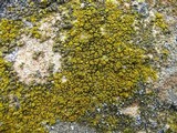 Candelariella aurella image