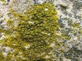 Candelariella aurella image
