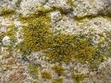 Candelariella aurella image