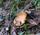 Suillus caerulescens image