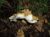 Gyroporus cyanescens var. violaceotinctus image