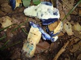 Gyroporus cyanescens var. violaceotinctus image