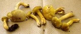 Cantharellus appalachiensis image