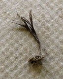 Xylaria tentaculata image