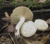 Lactarius subvernalis image