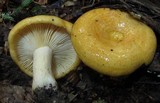 Lactarius croceus image