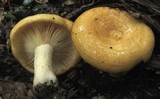 Lactarius croceus image