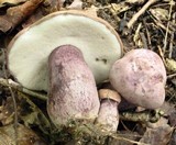 Tylopilus plumbeoviolaceus image