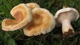 Lactarius maculatipes image
