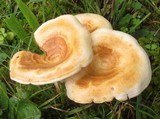 Lactarius maculatipes image