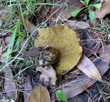 Suillus caerulescens image