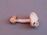 Amanita brunnescens image
