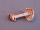 Amanita brunnescens image