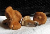Inocybe malenconii image
