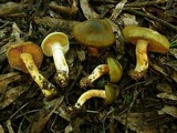 Cortinarius austrovenetus image