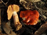 Cortinarius erythraeus image