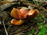 Cortinarius erythraeus image