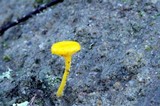 Lichenomphalia chromacea image