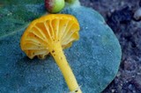 Lichenomphalia chromacea image