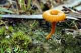 Lichenomphalia chromacea image