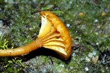 Lichenomphalia chromacea image